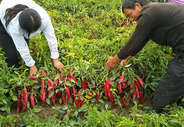 【佳谷拉斯】4天恢復生長！創下1棵植株結下10